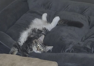 Katzenmädchen abzugeben 
