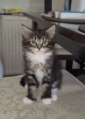Katzenkinder abzugeben 
