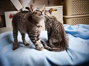 Kätzchen Katze Kater abzugeben