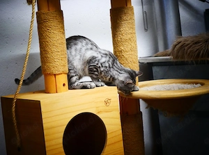 Kätzchen Katze Kater abzugeben