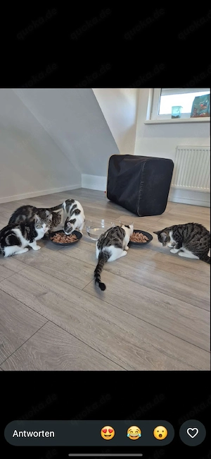 Dringend!!! Katzen abzugeben 