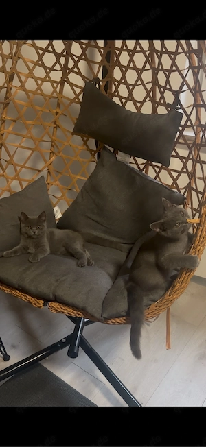 bkh katzenbabys