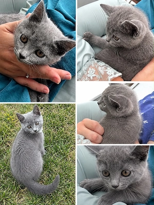 Britisch Kurzhaar x Sphynx (Nacktkatze) 12 Wochen