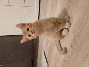 BKH Kater 12 Wochen alt- kann direkt abgeholt werden 