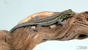 0.2 Lygodactylus picturatus Sansibar