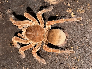 Theraphosa Stirmi 