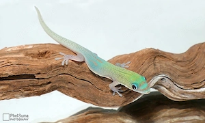 Phelsuma laticauda laticauda, blue line