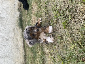 Chipoo, Chihuahua x Zwergpudel, ähnlich Maltipoo