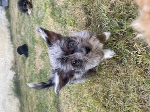 Chipoo, Chihuahua x Zwergpudel, ähnlich Maltipoo