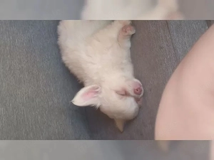     Wunderschöne Chihuahua-Welpen suchen ein liebevolles