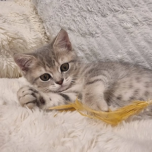 Britisch Kurzhaar Kitte Junge sucht ein neues Zuhause !!