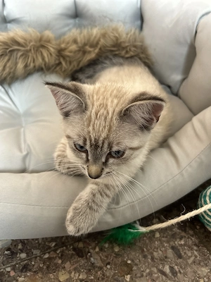 Babykatze 12 Wochen alt 