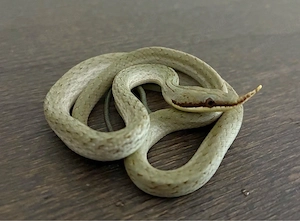 1.0 Vietnamesische Langnasennatter   Gonyosoma Boulengeri ENZ25