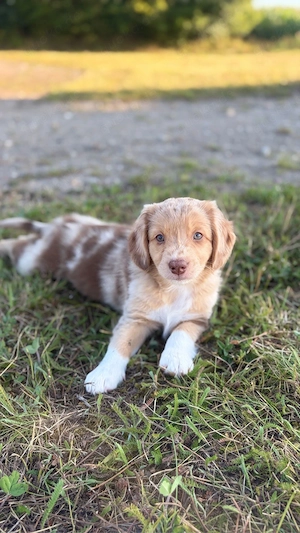 Nova Scotia Duck Tolling Retriever X Australian Shepherd Welpen
