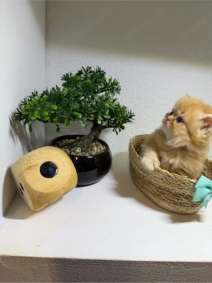 Perser-Kitten suchen ein liebevolles Zuhause 