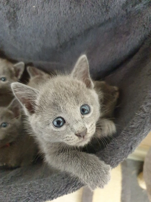 Kitten Russisch Blau reinrassige 