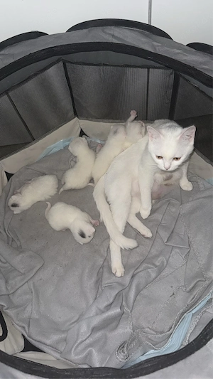 Baby katzen zum verkauf 