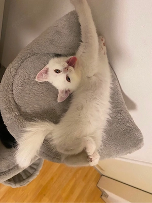 Zückersüße Britische BKH kater  