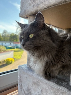 maincoon kater abzugeben 