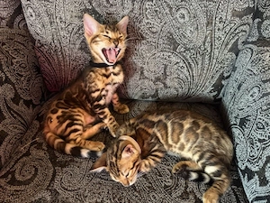 Bengal kitten