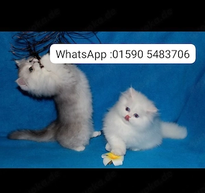  persische Babykatzen