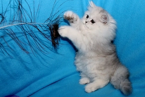 Schön  persische Babykatzen Bild 4