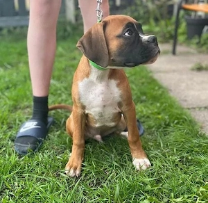 Superniedliche Boxerwelpen 