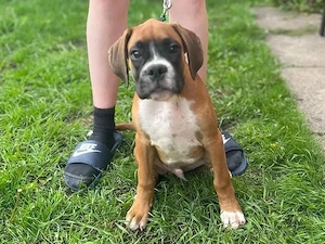 Wunderschöne Boxerwelpen (Hündinnen und Rüden) abzugeben