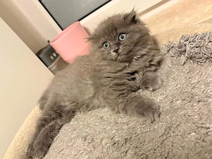 Traumhafte Kitten suchen ihr Für-immer-Zuhause!   