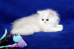 persische Babykatzen