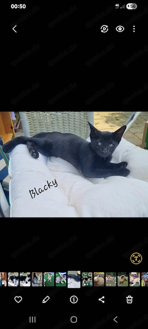 OKH Black   Black- White  Cats 