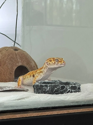 1.0 Leopardgecko (Männchen)