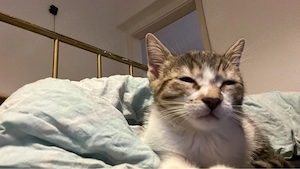 Kitten sucht liebevolles Zuhause 