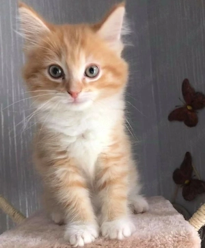 Kastrierte Maine-Coon-Kätzchen (männlich und weiblich)
