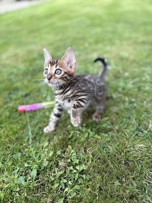 Wunderschöne Bengal-Kitten suchen ein liebevolles Zuhause