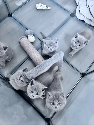 BKH Blue Kitten