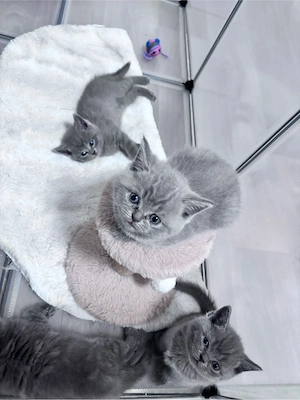 BKH Blue Kitten Bild 2