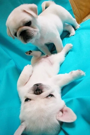  12 wochen alt Mops
