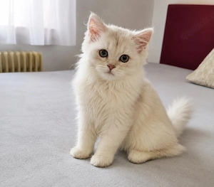 Britisch Kurzhaar und Langhaar Kitten zu verkaufen