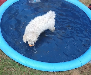bichon welpen