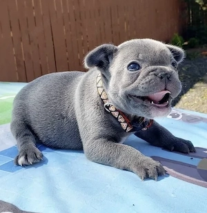   Zuckersüße Französische Bulldoggen Welpen mit Ahnentafel