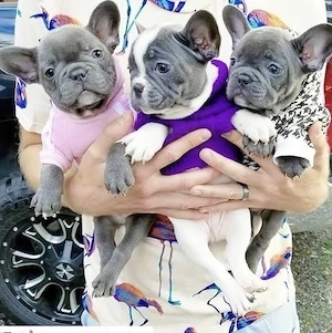  Bildschöne französische Bulldoggen,blue tan, kerngesund mit Papieren 