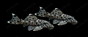 L264 Leporacanthicus josemali Weißspitzen Rüsselzahnwels