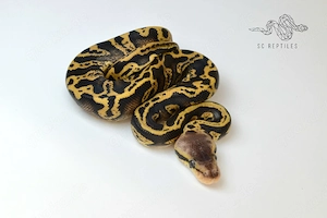 1.0 Wookie Confusion Pastel 100% HET Clown, Königspython 