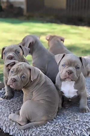 American-Bully-Welpen suchen ein neues Zuhause!