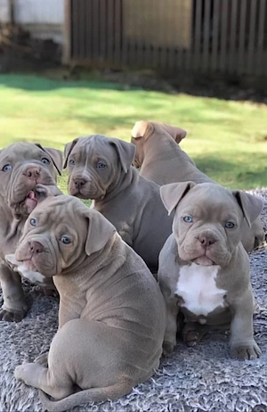 American-Bully-Welpen suchen ein neues Zuhause!