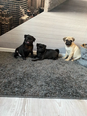 Mops Welpen Mopswelpen
