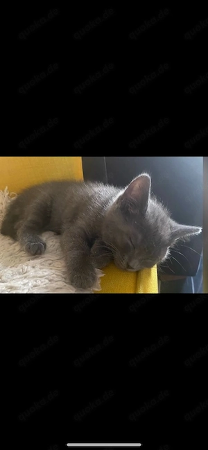  Wunderschönes graues Kitten (4 Monate) sucht liebevolles Zuhause