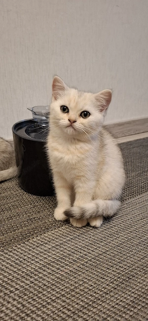 Kitten Bkh