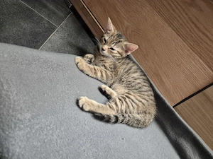 Kitten abzugeben Kostenlos